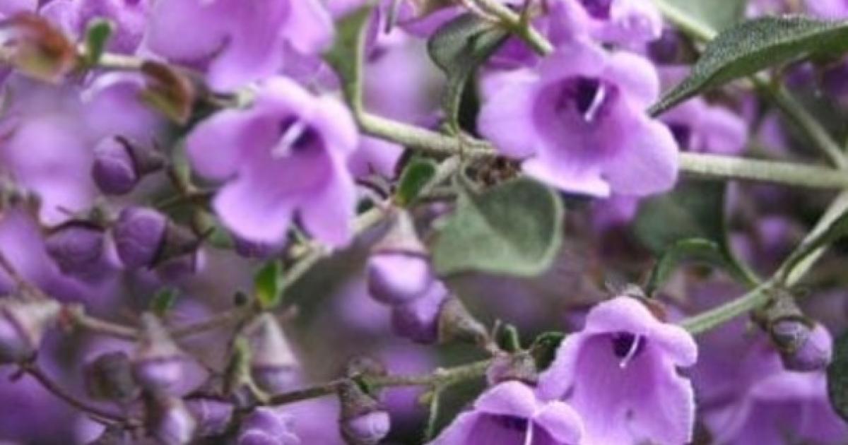 Australian Native Herbs to Grow & Use At Home Love The Garden